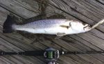 User:  stephen.franklin
Name:  IMG_0763.jpg
Title: Speck Trout from Lagoon
Views: 244
Size:  94.38 KB